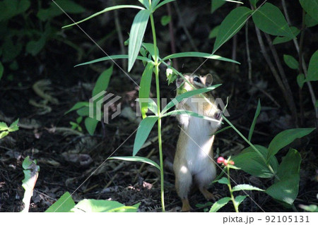 シマリス 92105131