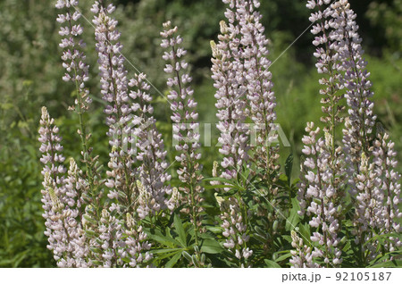 Pink lupin flowers, close up shot Pink lupin flowers, close up shot 92105187
