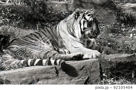 Tiger portrait horizontal in black and white Tiger portrait horizontal in black and white 92105404