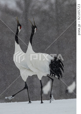 北海道鶴居村伊藤サンクチュアリ、タンチョウの鳴き合い 92105723