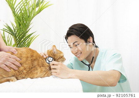 猫の診察をする獣医師 猫の診察をする獣医師 92105761