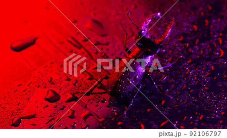 Beautiful insect listed in Red List, largest rare male stag in europe - Lucanus cervus. Horned 92106797