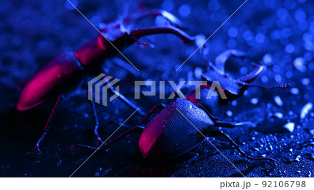 Beautiful insects listed in Red List, largest rare male stags in europe - Lucanus cervus. Horned Beautiful insects listed in Red List, largest rare male stags in europe - Lucanus cervus. Horned 92106798