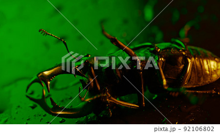 Horned beetle deer moves on its back on green surface with rain drops. Beautiful insect listed in 92106802
