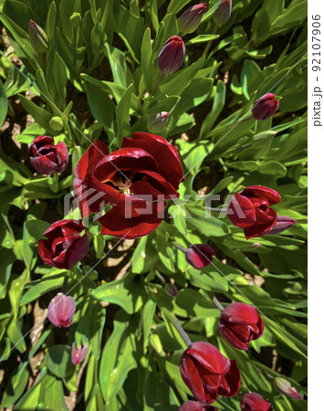 Natural background of beautiful summer tulips. spring tulips Natural background of beautiful summer tulips. spring tulips 92107906
