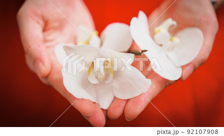 large white orchid flowers in female palms 92107908