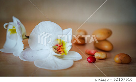 large white orchid flowers on a brown background large white orchid flowers on a brown background 92107910