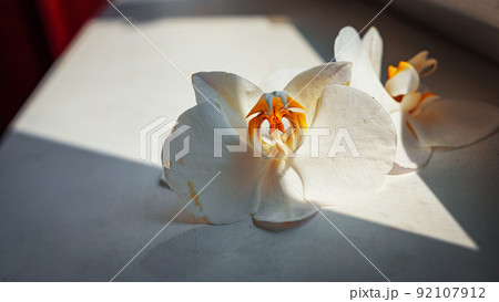 large white orchid flowers on a brown background large white orchid flowers on a brown background 92107912