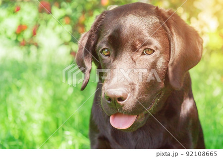 Labrador retriever puppy portrait, pet. A dog on a sunny day. Labrador retriever puppy portrait, pet. A dog on a sunny day. 92108665