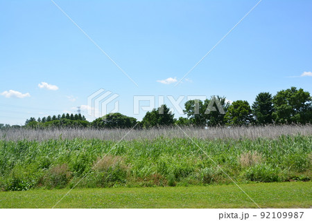 吉見運動公園 紫の花 吉見運動公園 紫の花 92109987
