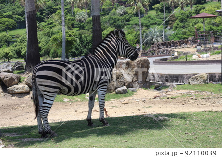 木陰にチャップマンシマウマがいる動物園の風景 92110039