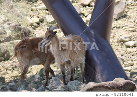 毛が生え変わりかけているヒマラヤタールがいる動物園の飼育スペースの風景 毛が生え変わりかけているヒマラヤタールがいる動物園の飼育スペースの風景 92110041