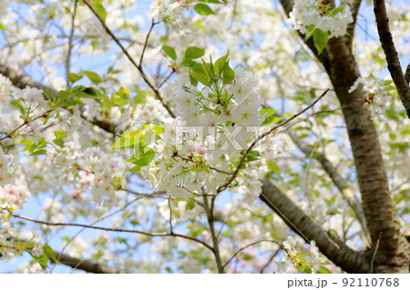 オオシマザクラの花 92110768