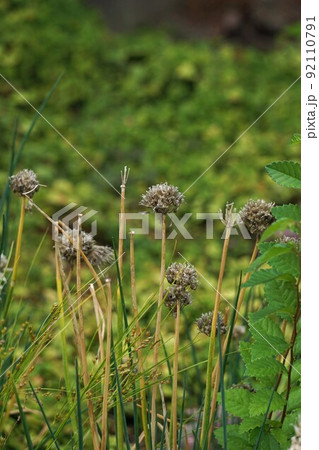 ドライフラワー状になったチャイブの花 ドライフラワー状になったチャイブの花 92110791