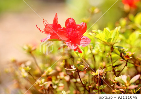 紅ツツジの花 紅ツツジの花 92111048