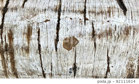 白樺の木の表面 92111614