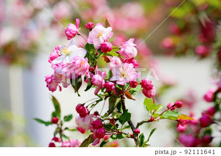 ハナカイドウの花 ハナカイドウの花 92111641