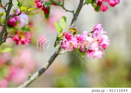 ハナカイドウの花 ハナカイドウの花 92111644
