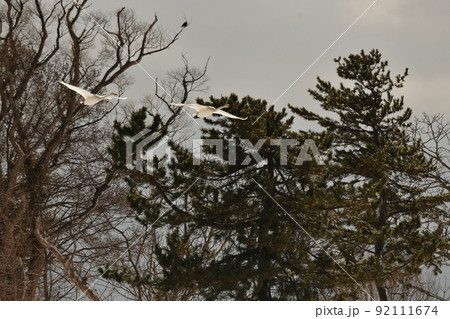 猪苗代湖の白鳥 猪苗代湖の白鳥 92111674
