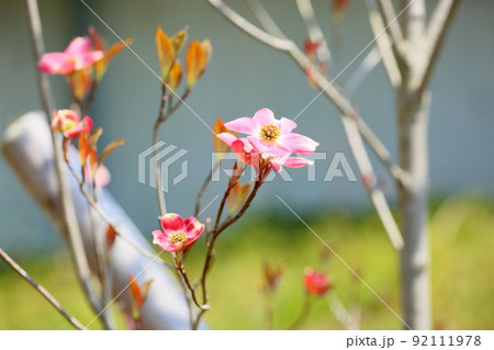 ハナミズキの花 ハナミズキの花 92111978