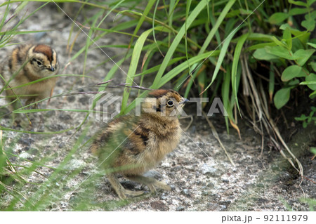 立山室堂で見かけたライチョウの雛 92111979