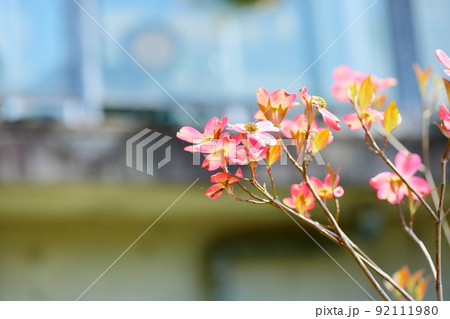 ハナミズキの花 ハナミズキの花 92111980