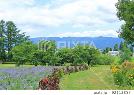 安曇野ちひろ公園　アゲラタムの大花壇 92112857