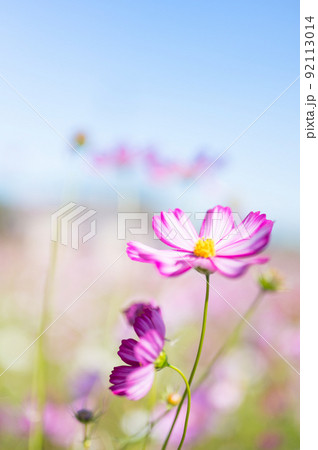 メキシコ原産の一年草 秋を代表する花 コスモス/ メキシコ原産の一年草 秋を代表する花 コスモス/ 92113014