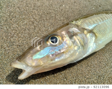 真夏に釣った大きなシロギス 真夏に釣った大きなシロギス 92113096