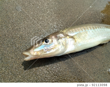 真夏に釣った大きなシロギス 真夏に釣った大きなシロギス 92113098