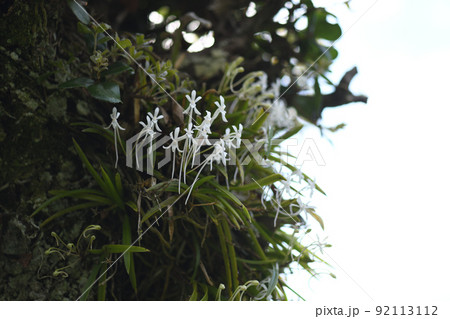 着生植物のフウラン(風蘭) 着生植物のフウラン(風蘭) 92113112