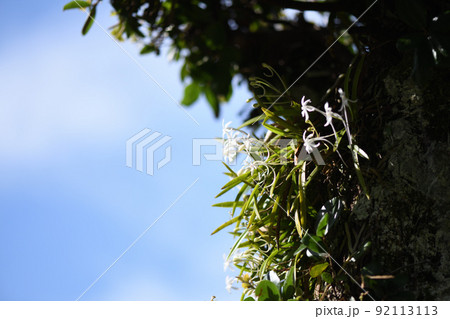 着生植物のフウラン（風蘭） 92113113