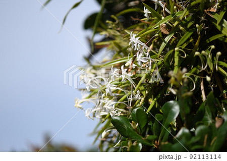 着生植物のフウラン（風蘭） 92113114