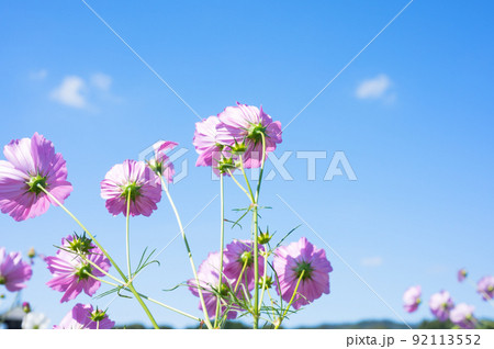 メキシコ原産の一年草 秋を代表する花 コスモス/ 92113552