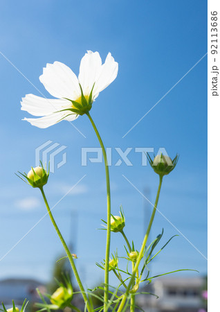 メキシコ原産の一年草 秋を代表する花 コスモス/ 92113686