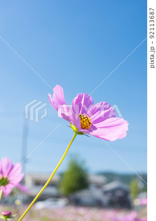 メキシコ原産の一年草 秋を代表する花 コスモス/ 92113687