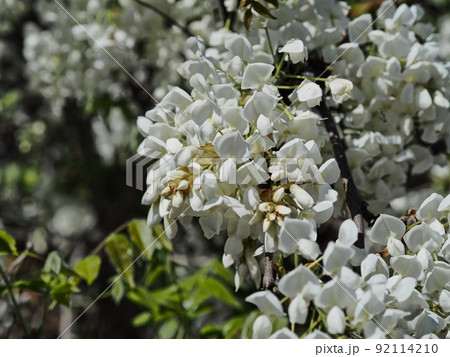 里山の白いフジの花 92114210