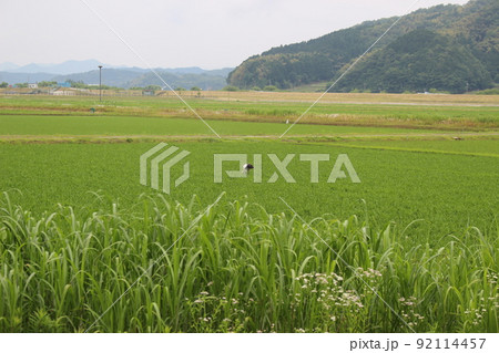 こうのとり　稲穂　田植え　【兵庫県】 92114457