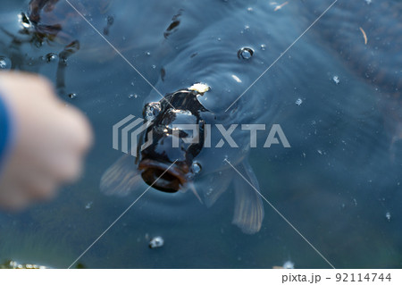 鯉に餌やり 鯉に餌やり 92114744