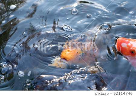 鯉 92114746