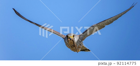 大きなトカゲを掴んで大急ぎで巣に戻る繁殖期のチョウゲンボウ オス 大きなトカゲを掴んで大急ぎで巣に戻る繁殖期のチョウゲンボウ オス 92114775