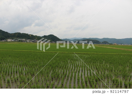 豊岡 水田地帯 こうのとり 豊岡 水田地帯 こうのとり 92114797