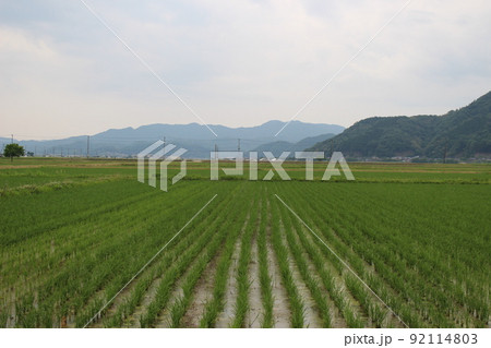 豊岡　水田地帯　こうのとり 92114803