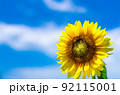 青空とひまわり 92115001