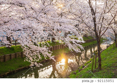 小江戸川越の春　早朝の新河岸川桜並木（誉桜） 92115051