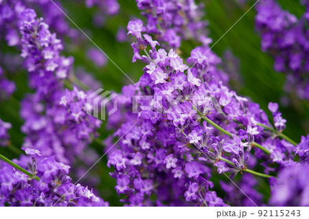 初夏の爽やかなラベンダーの花びら 92115243