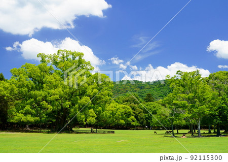梅雨明けの日・爽やかな奈良公園・飛火野・大きなクスノキ 梅雨明けの日・爽やかな奈良公園・飛火野・大きなクスノキ 92115300