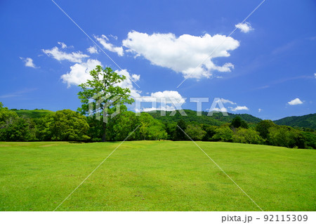 梅雨明けの日・爽やかな奈良公園・飛火野 92115309