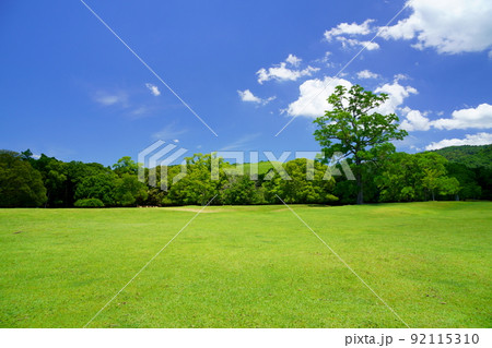 梅雨明けの日・爽やかな奈良公園・飛火野 92115310