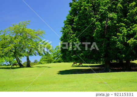 奈良公園・緑の丘・飛火野・梅雨明けの日 奈良公園・緑の丘・飛火野・梅雨明けの日 92115331